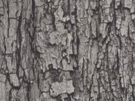 Fantacy Wood Laminate 8x4 ft Suede 1 mm - 4547 SF