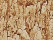 Fantacy Wood Laminate 8x4 ft High Gloss 1 mm - 4548 HGLS