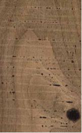 E509 Amazonian Vintage Black Walnut(Rough Cut) 2440X1220 mm Veneer - 4 mm