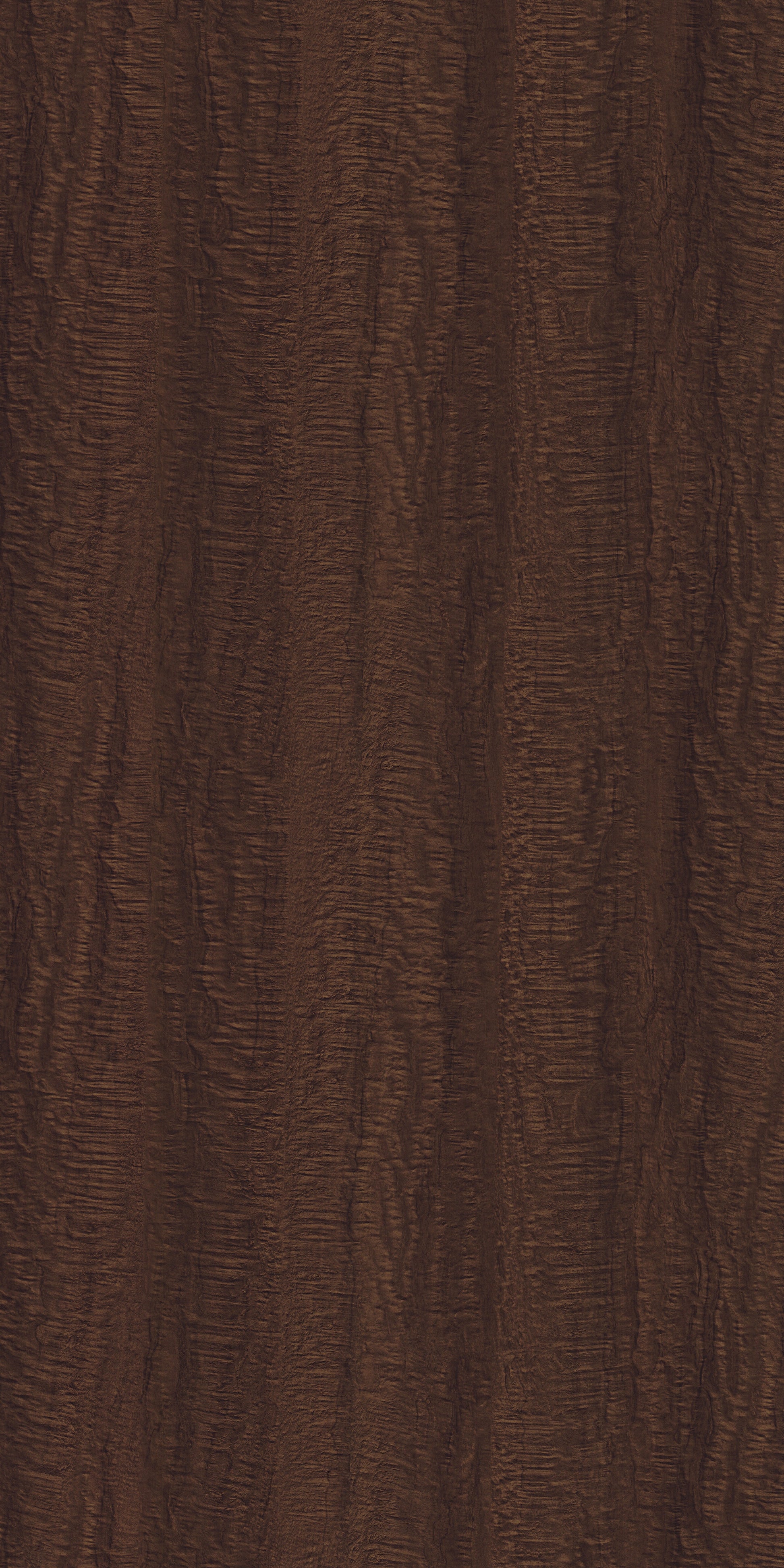 8903 AFT DARK GOLDEN BURL Brown Wood Gloss Laminate - AmulyaMica