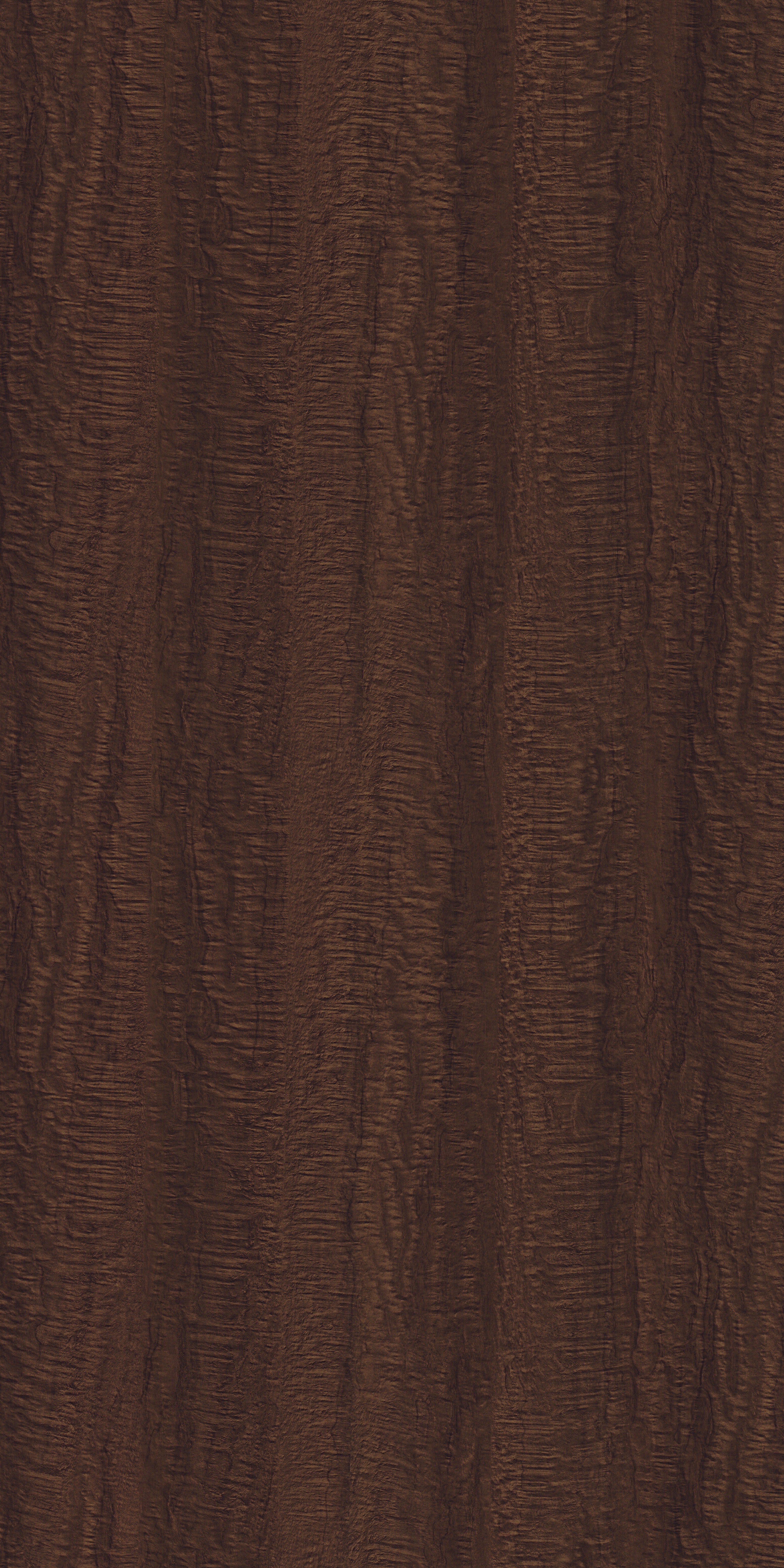 8903 HGF DARK GOLDEN BURL Brown Wood High Gloss Laminate - AmulyaMica