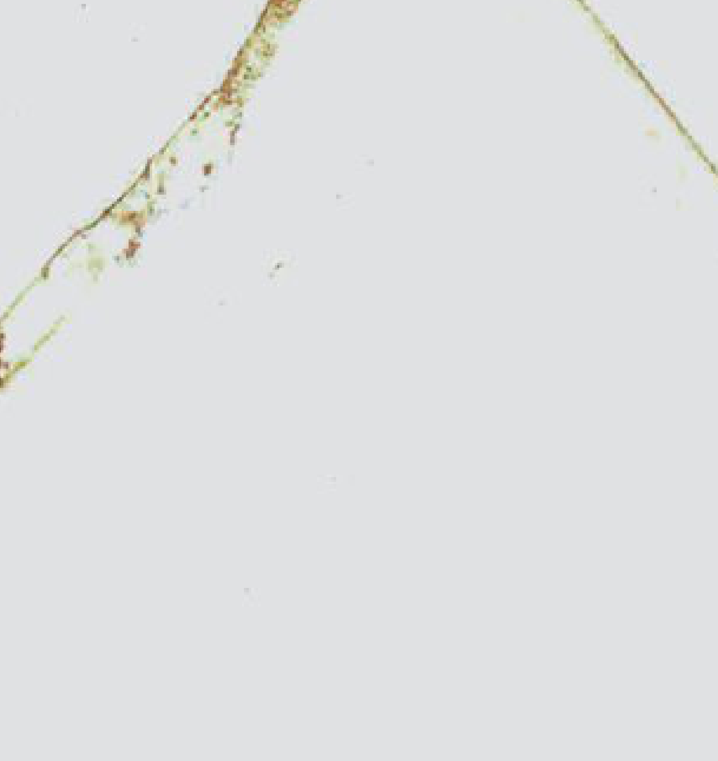 Brown Paper Royal Gold Marmo Marble 1525 A-8 decorative laminate swatch