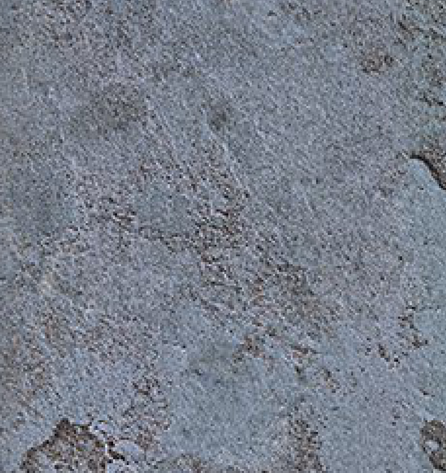 Brown Paper Royal Gold Metallic Oxid Ocean 8103 A-175 decorative laminate swatch