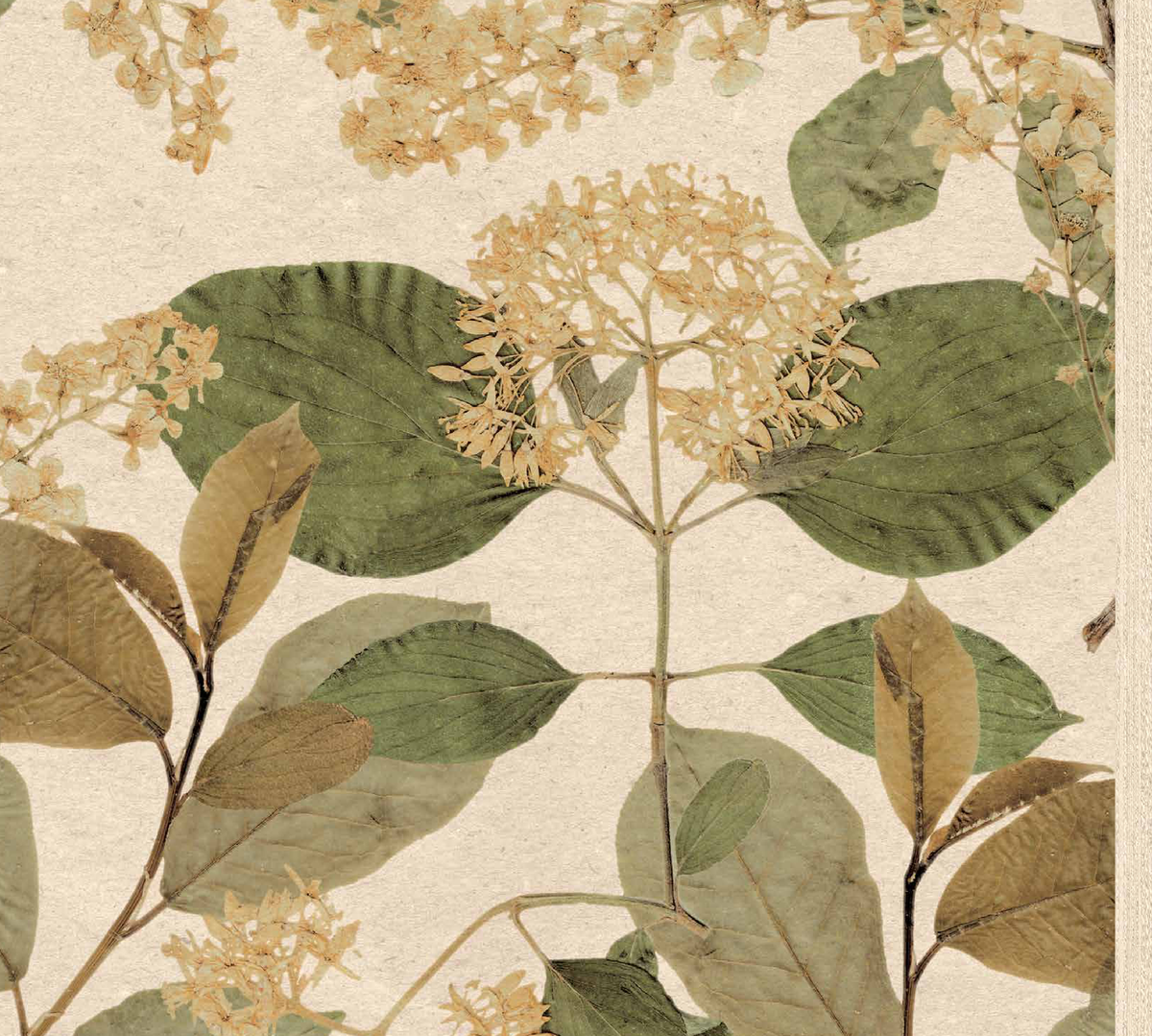 Exclusive Wallcoverings Beige wallpaper swatch