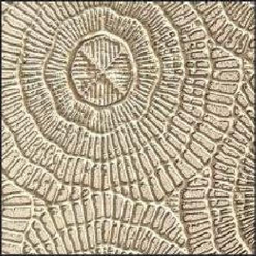 Meridian Sand Fossil LM-6537 decorative wall panel, beige texture finish