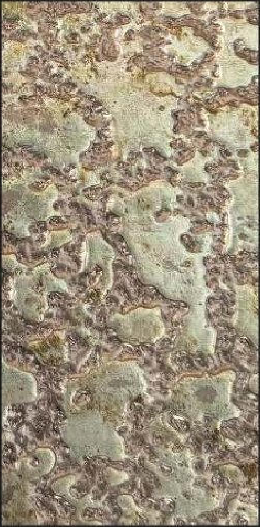 Meridian Ivory Lichen QA-9814 decorative wall panel, beige texture finish