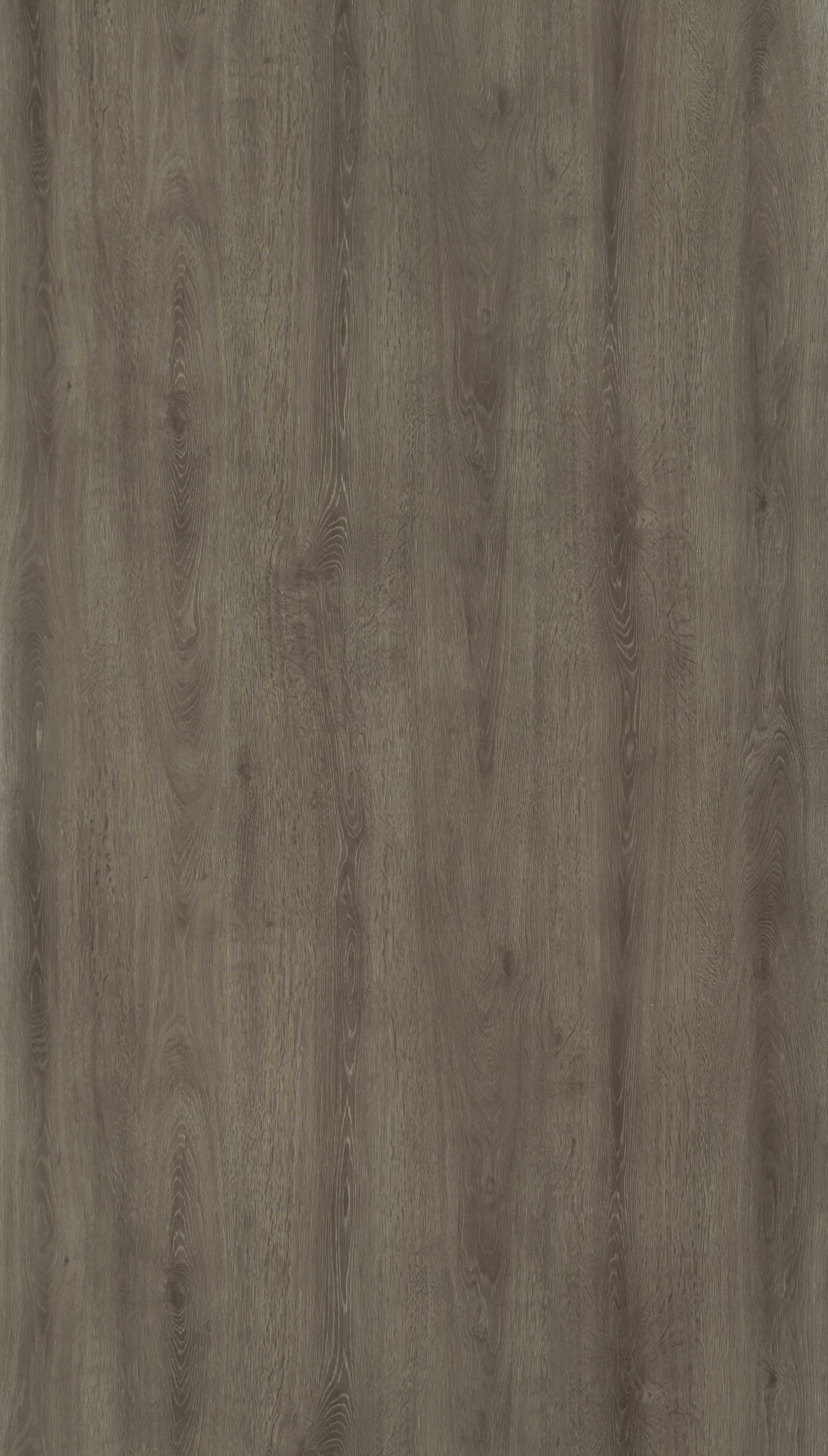 Himalyan Popler Grey Wood Texture Laminate - Stylam