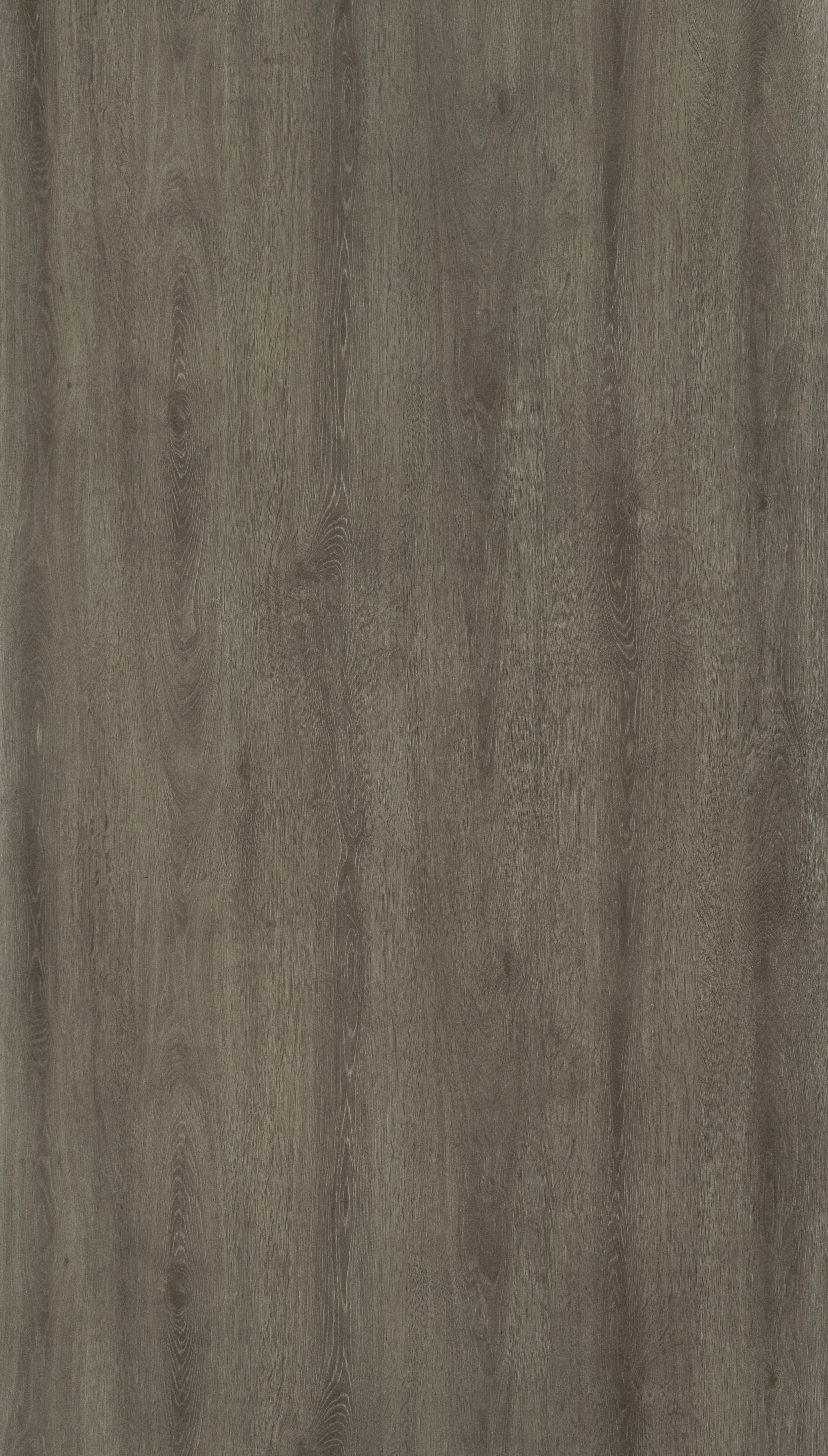 Himalyan Popler Grey Wood Texture Laminate - Stylam
